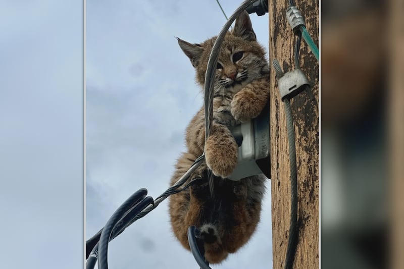 Baby bobcat stuck on Kelowna utility pole prompts rescue effort