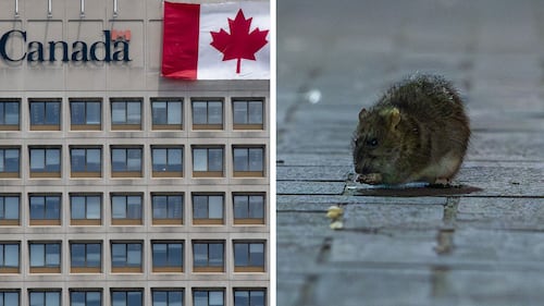 Treasury Board minister says he's unaware of pests in federal office buildings