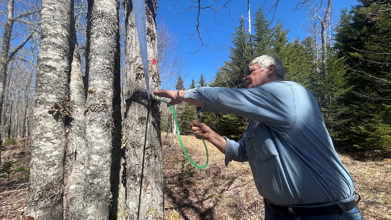 ‘60 days to vacate the land’: Maple Syrup producer in sticky battle with Nova Scotia