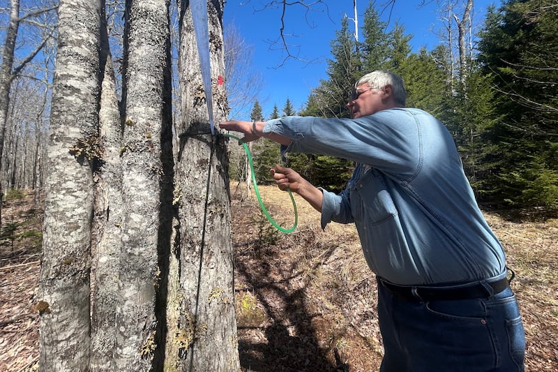 ‘60 days to vacate the land’: Maple syrup producer in sticky battle with Nova Scotia