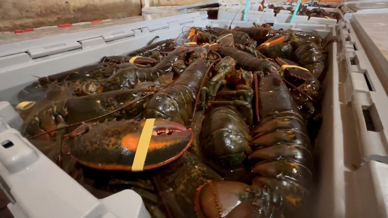 Fishy business: New Brunswick has a new plan to tackle unreported lobster sales
