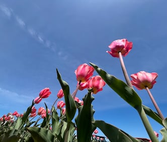 Tulips are seen at RiverBreeze Farms in Upper Onslow, N.S. (CTV/Jonathan MacInnis)