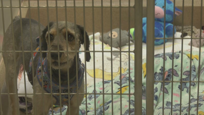 Mystery animal lovers pledge $200K to help humane society drum up donations
