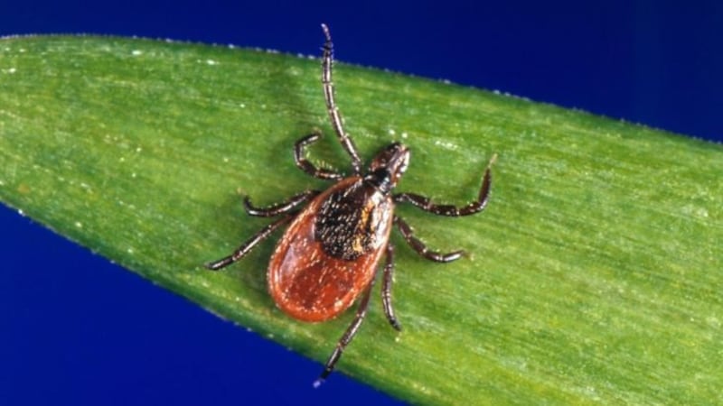 ‘It’s tick season’: How Manitobans can protect themselves while out in nature
