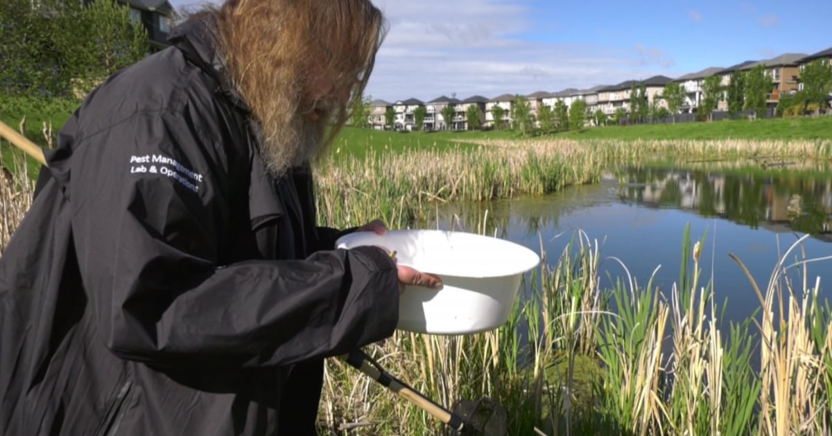 Mosquito activity expected to be low during dry spring: city