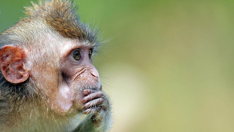 Indonesia traps monkey to end rampage that wounded 18 people