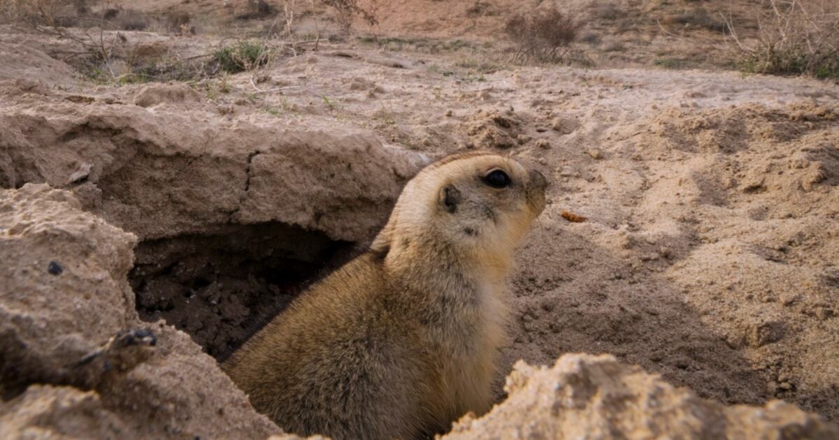 City of Regina to begin Gopher Control Program