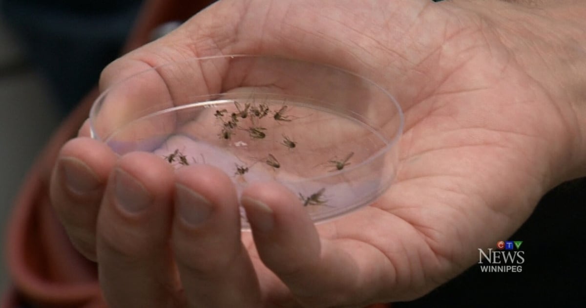 More mosquitos on the way after wet month of June: city data