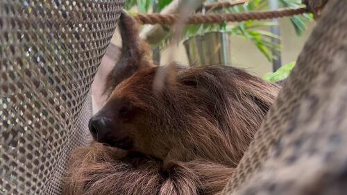 Sloth at the Edmonton Valley Zoo Nov. 24, 2025. (Sasha Pietramala/CTV News Edmonton)