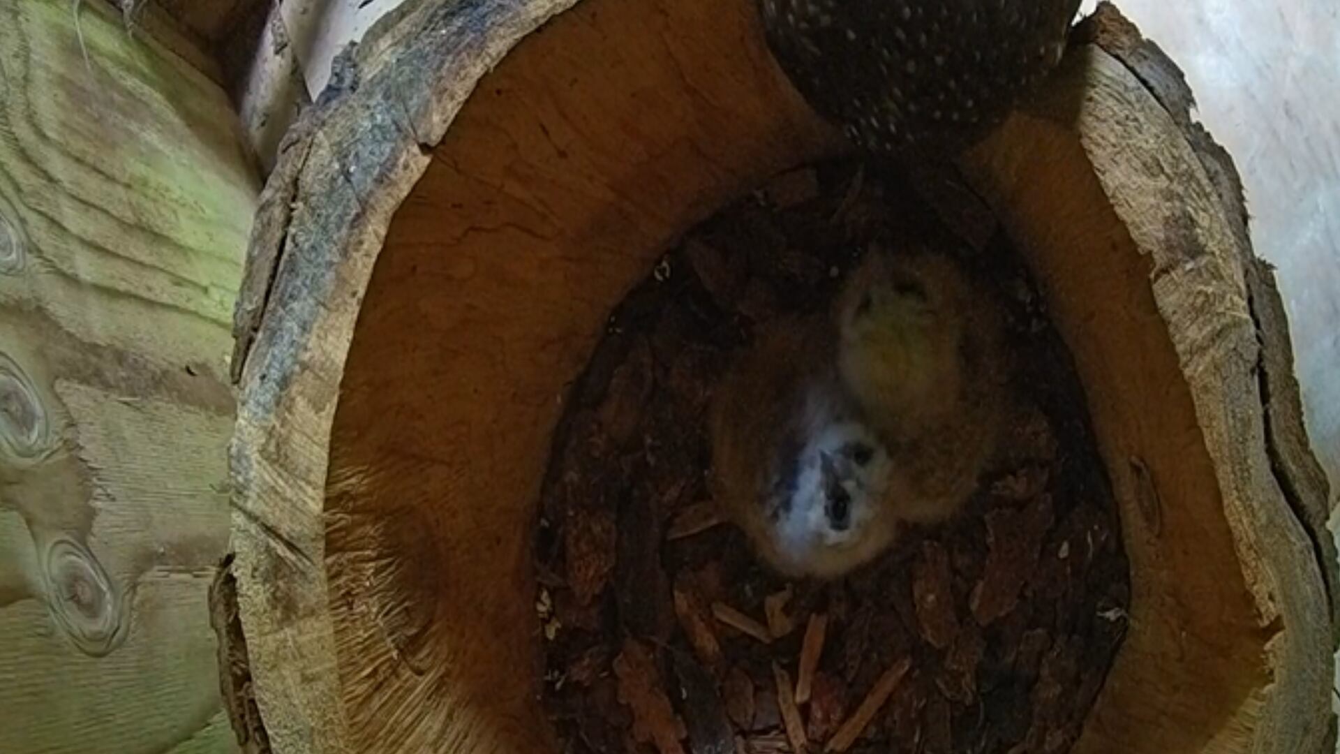 Webcam shows endangered northern spotted owl chicks