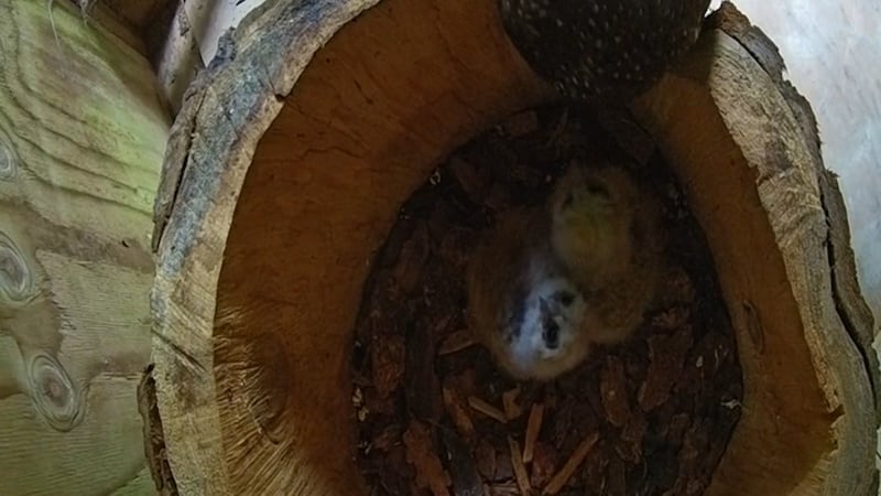 ‘Species on the brink’: Webcam offers glimpse of endangered northern spotted owl chicks