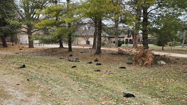 Dead crows in Chatham-Kent test positive for avian influenza