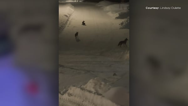 Here’s what you should do if you spot a coyote in your neighbourhood