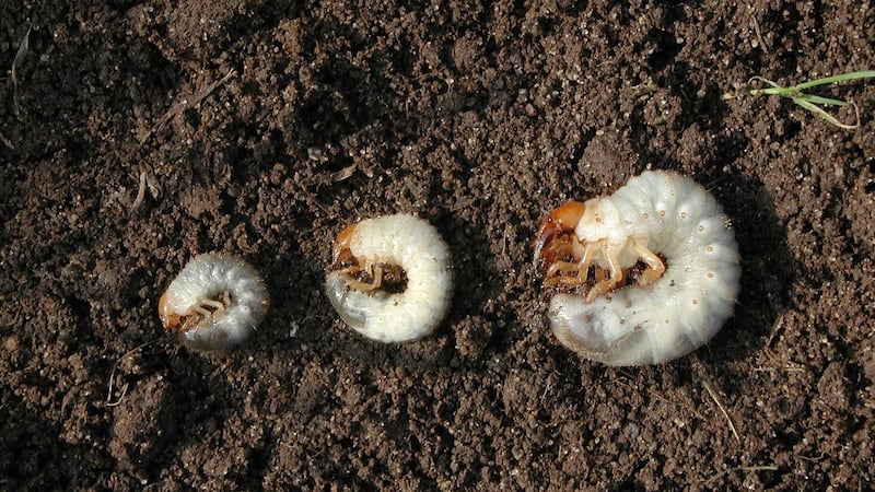 Kenyan farmers turn to bugs as organic demand grows