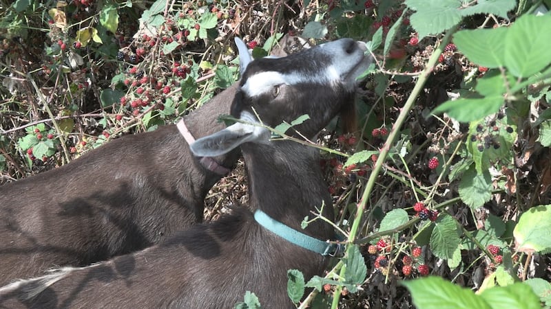 Langford hires herd of goats to chow down on flammable foliage