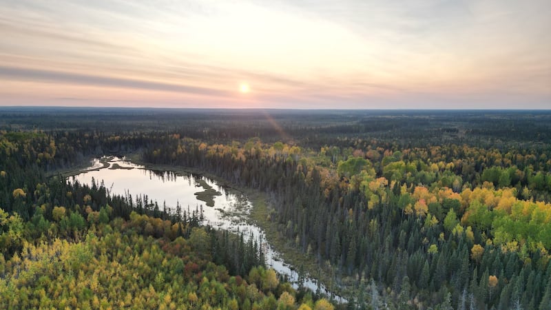 Swath of Ontario boreal forest larger than Toronto to be protected from development