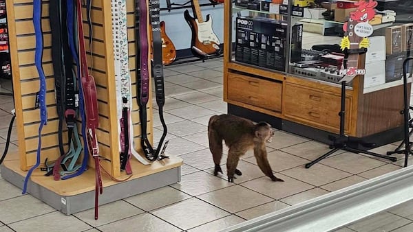 Monkey leaves a mess after breaking into Tennessee shop