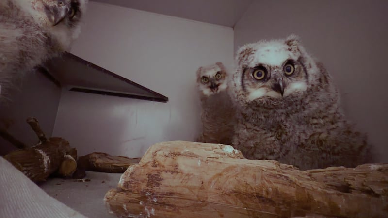 ‘Give them the best chance’: Orphaned baby owls rehabilitated in Saskatoon