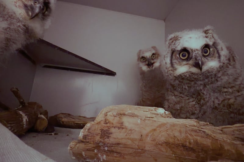 ‘Give them the best chance’: Orphaned baby owls rehabilitated in Saskatoon
