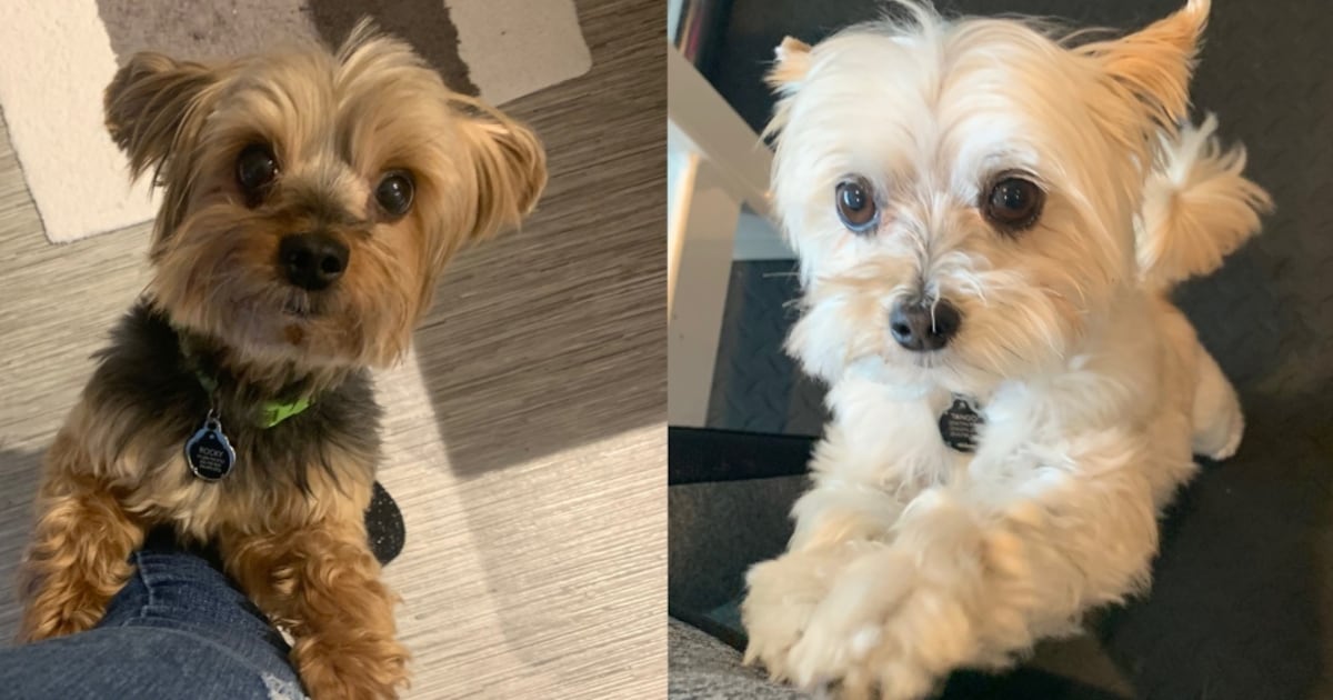 Appeal of 'dangerous' label for dog deemed responsible for fatal dog daycare attack denied by city