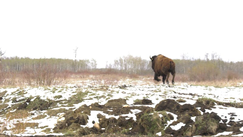 ‘It brings healing and that’s our connection’: Star Blanket Cree Nation welcomes buffalo back home