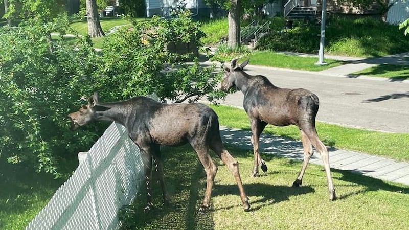 2 juvenile moose spotted in Edmonton neighbourhood