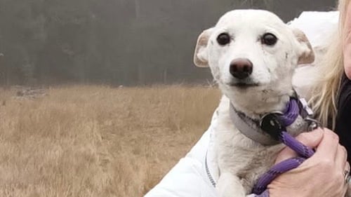 Luna, a small dog missing for over a month in Yellowstone, is reunited with her owners