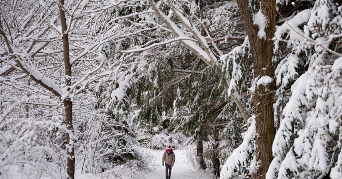 Trees exploding in extreme cold: County of Simcoe forester explains
