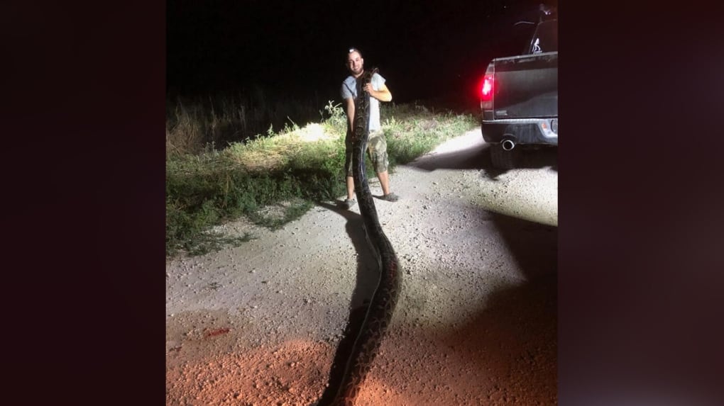 Trapper captures record-setting python in Everglades