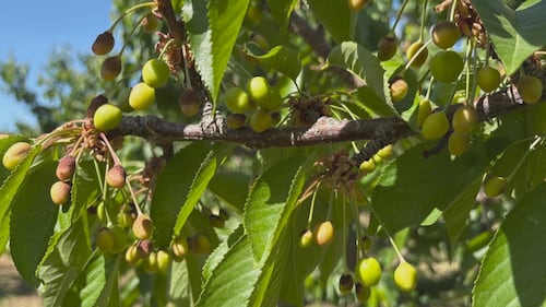 Years of challenging weather compounding problems for Okanagan fruit growers