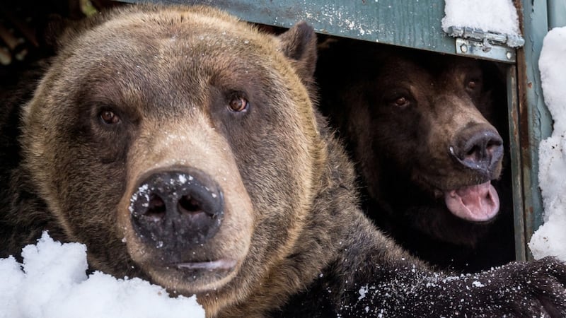 Resident grizzly at Vancouver’s Grouse Mountain resort dies