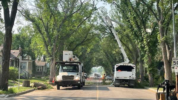 Regina experiencing outbreak of Dutch elm disease
