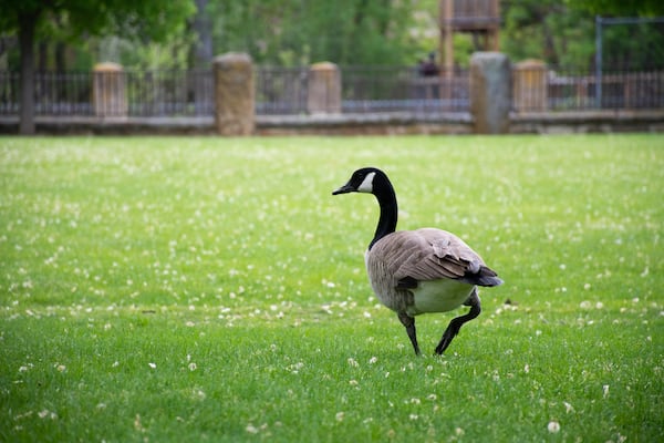 Avian flu investigation closes Murphy Park in Mount Forest