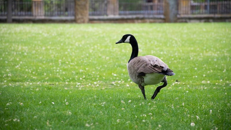 Teen facing animal cruelty charges in incidents involving Canada geese: Winnipeg police