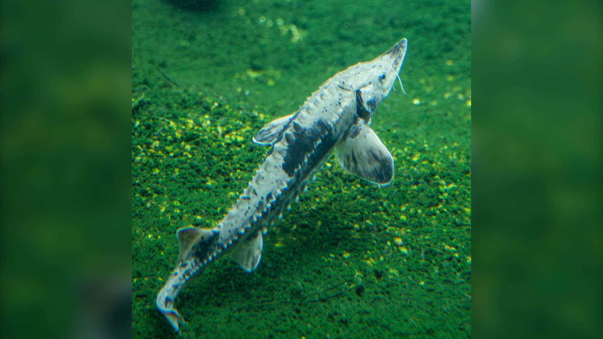 Ancient species introduced at Toronto Zoo