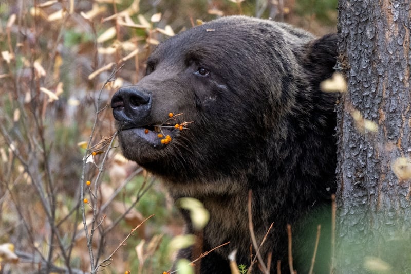 Banff’s legendary grizzly bear ‘The Boss’ removes tracking collar