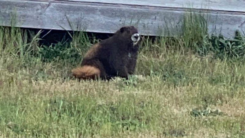 Endangered Vancouver Island marmot missing near Campbell River