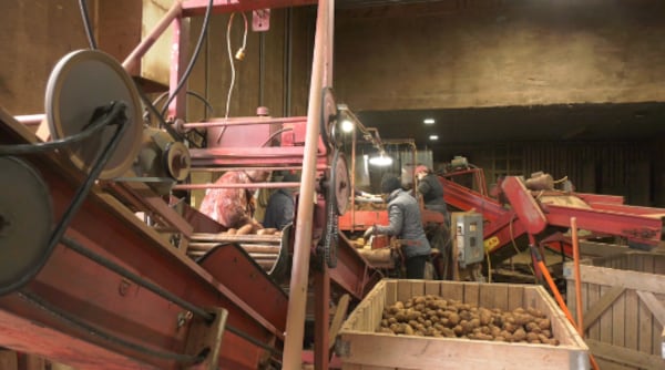 P.E.I potato production saw the largest provincial drop in the country in 2025. Here’s how they plan to recoup