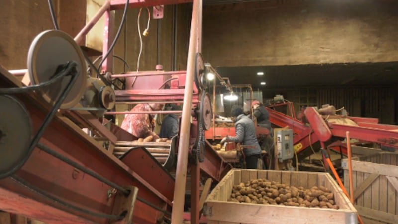 After drought hit P.E.I. potatoes, Iran war adds new pressures before planting