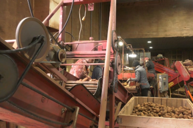 P.E.I potato production saw the largest provincial drop in the country in 2025. Here’s how they plan to recoup