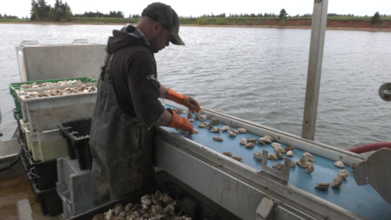 P.E.I. oyster growers consider quitting as diseases devastate farms