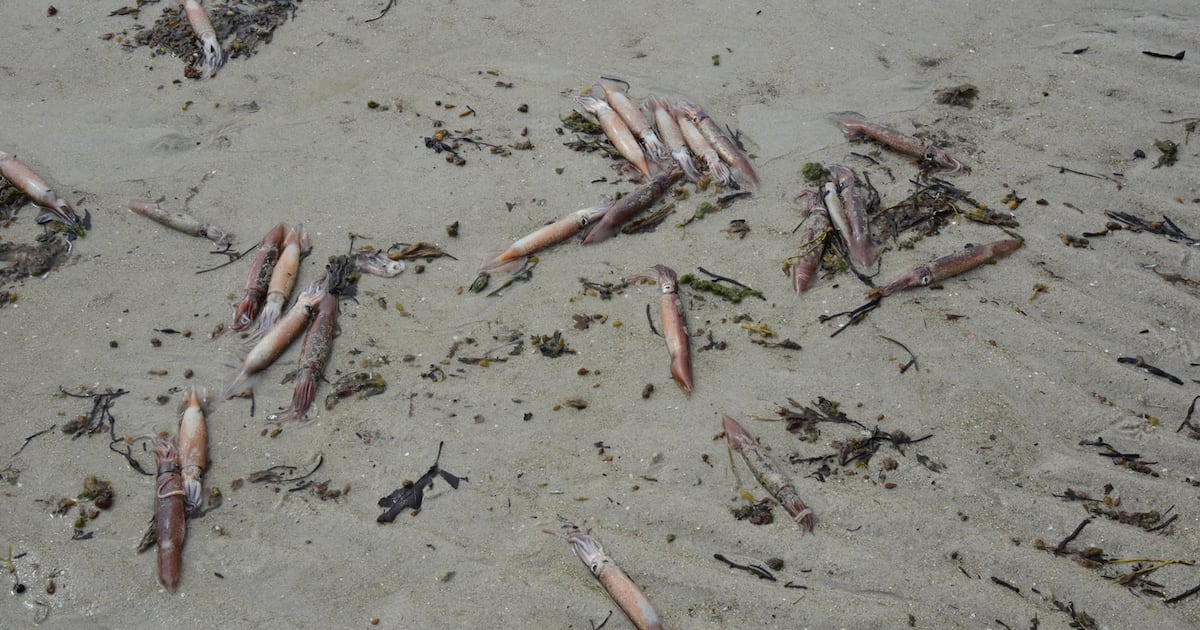 Large group of squid found stranded on Carters Beach