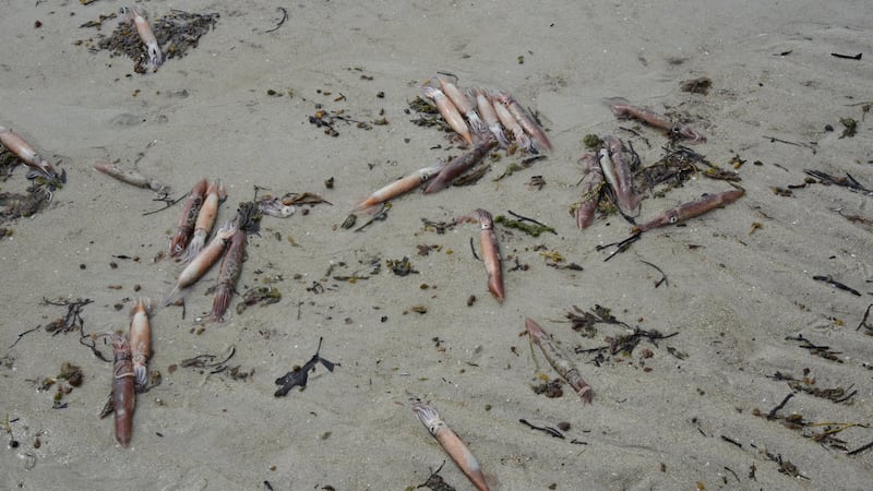 Dozens of northern shortfin squid found stranded on Nova Scotia beach
