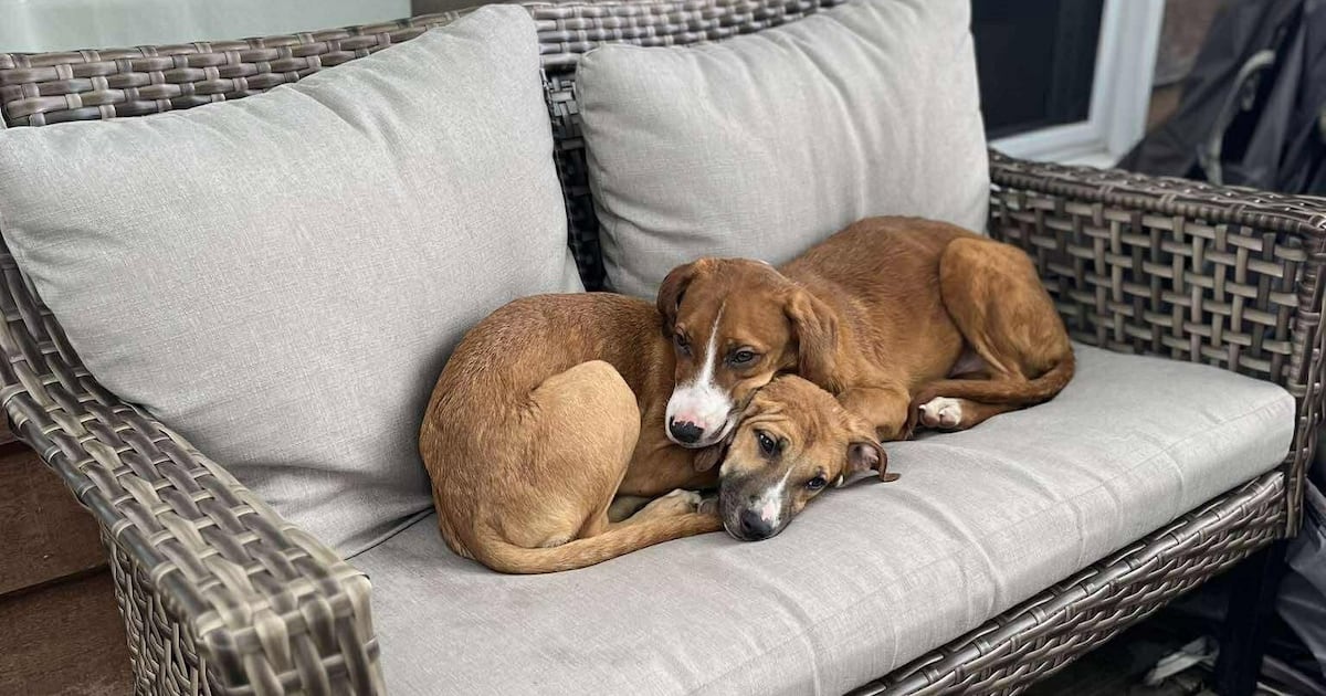 Pets rescued from Canadian wildfires find temporary refuge in southern Ontario