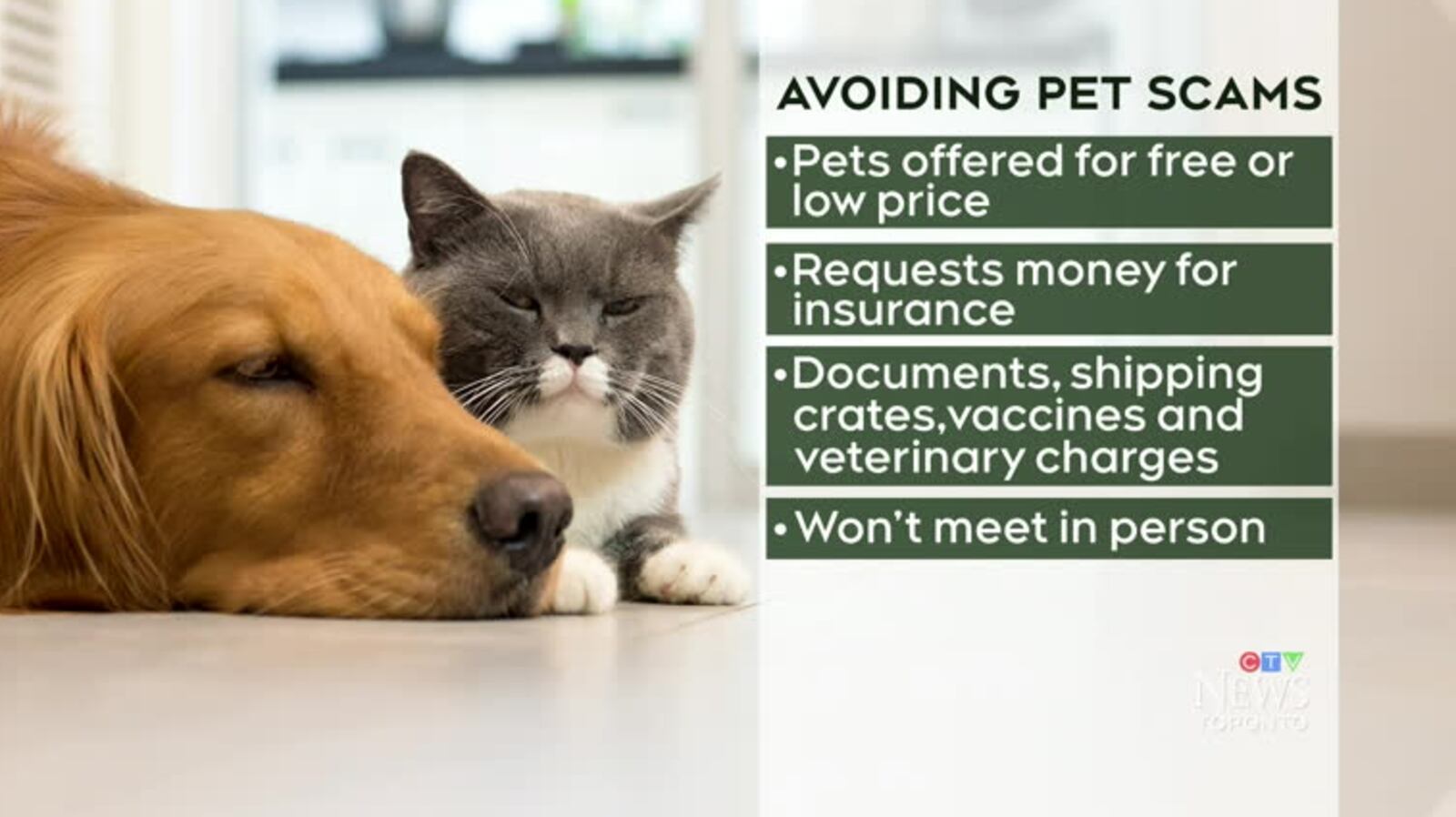 Cat Scam Buying a dog or cat? Beware of ‘free’ online pet scams