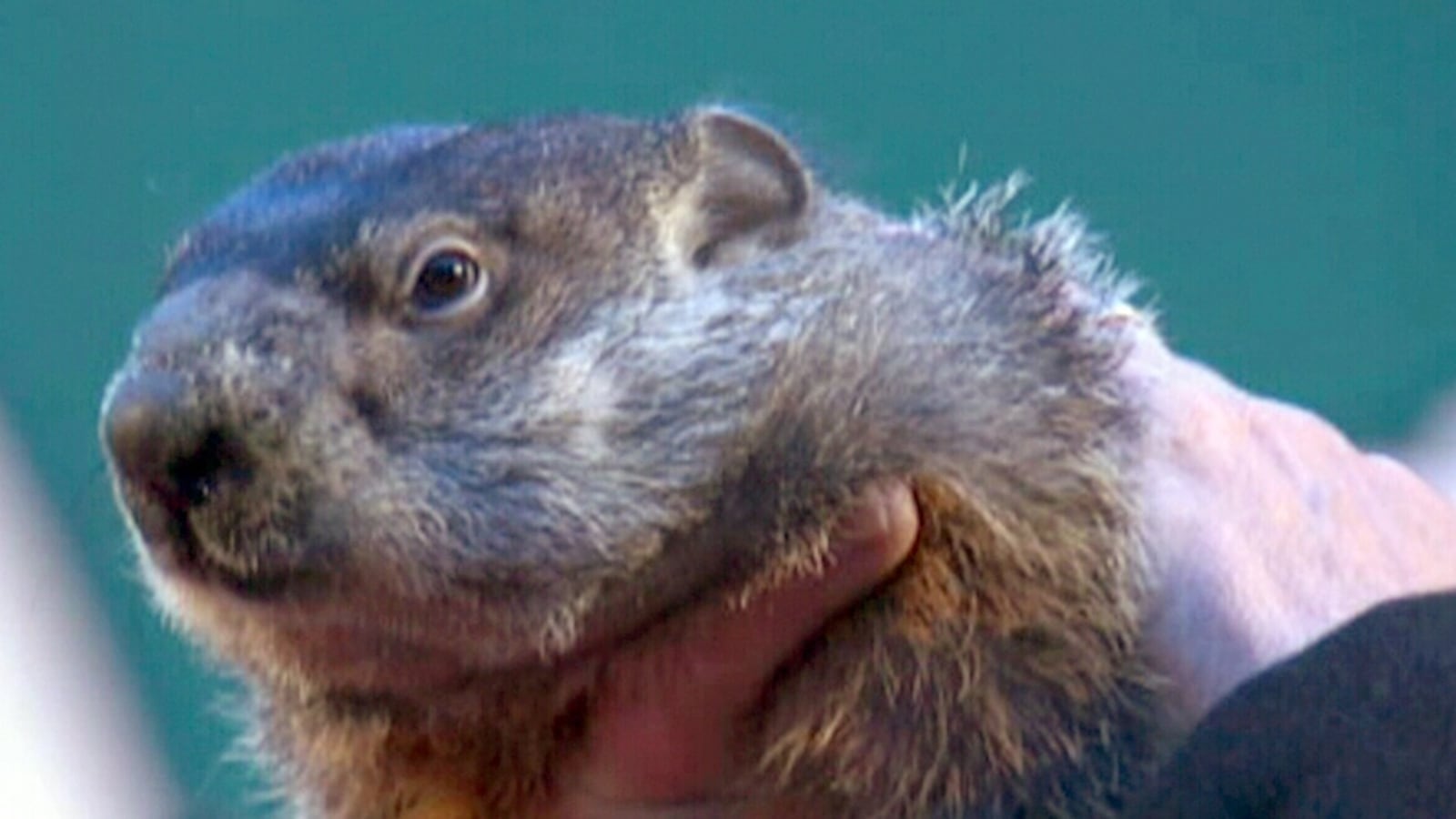 Phil Handler Don't blame Phil! Handler takes blame for groundhog's blunder