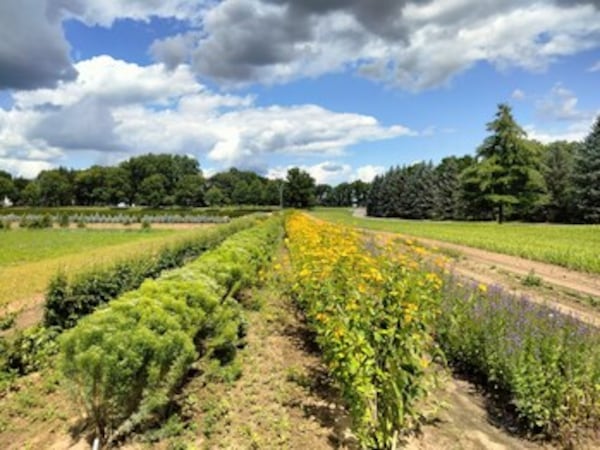 Caldwell First Nation awarded funding for WWF seed orchard project