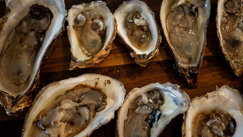 ‘People are struggling’: Oyster fishers face big challenges due to MSX, Dermo