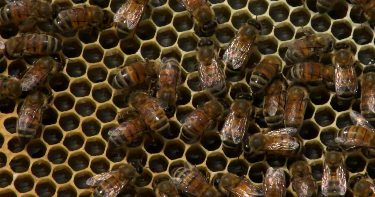 Here's how looming U.S. tariffs could sting Canada's honey industry