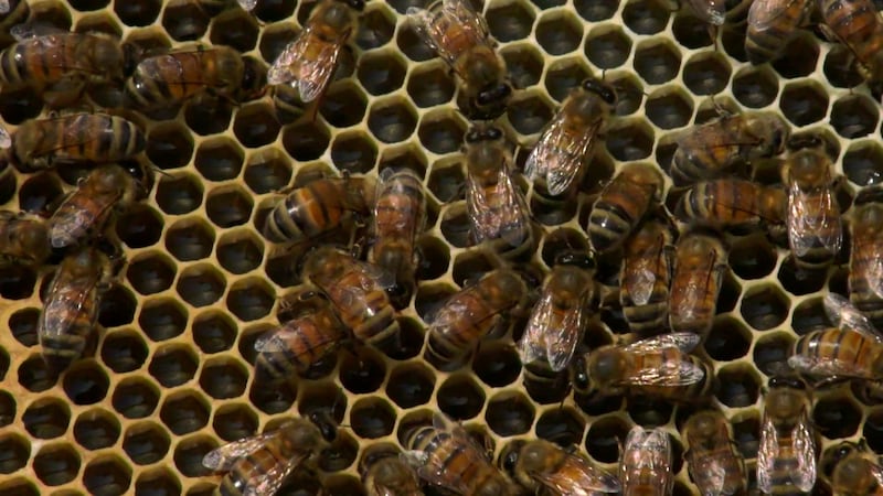 Here’s how looming U.S. tariffs could sting Canada’s honey industry